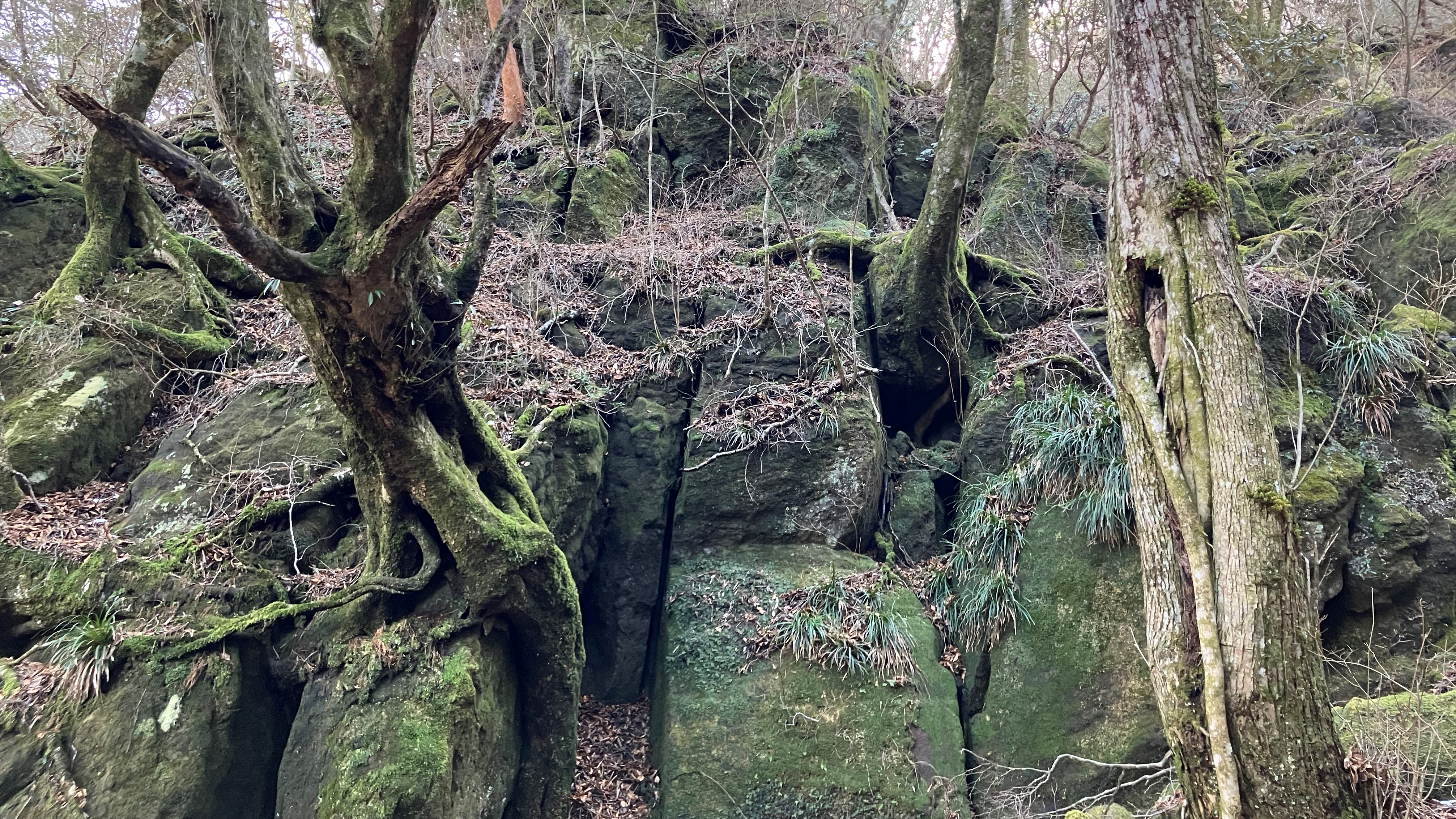 【Day10】天城山　初めての日本百名山！