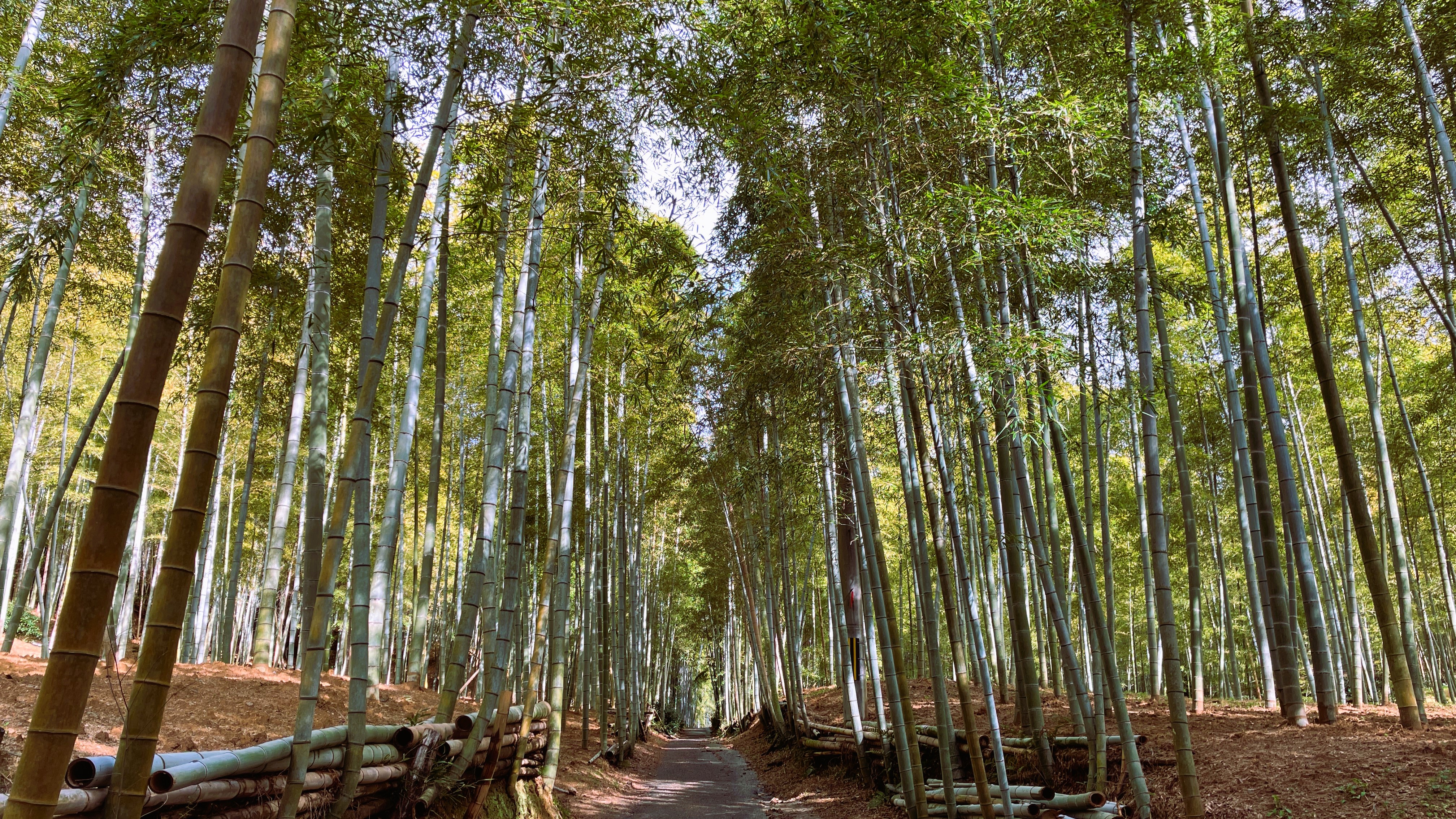 京都一周トレイル：東山・伏見深草ルート 美しい竹林を味わう